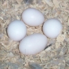 parrot and fertile eggs